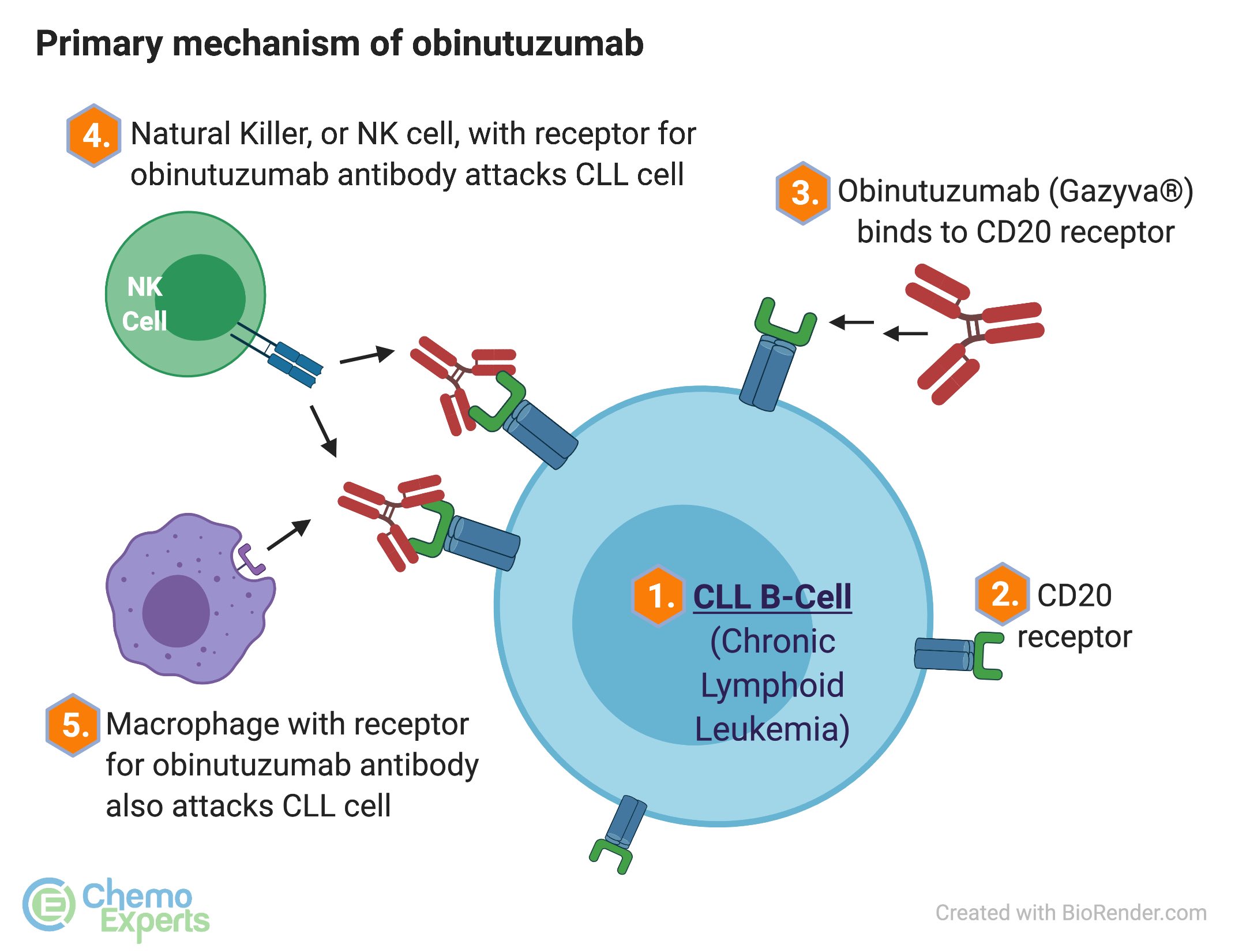 Primary mechanism of action obtinutuzumab Gazyva for CLL direct cell death and complement mediated pathways image